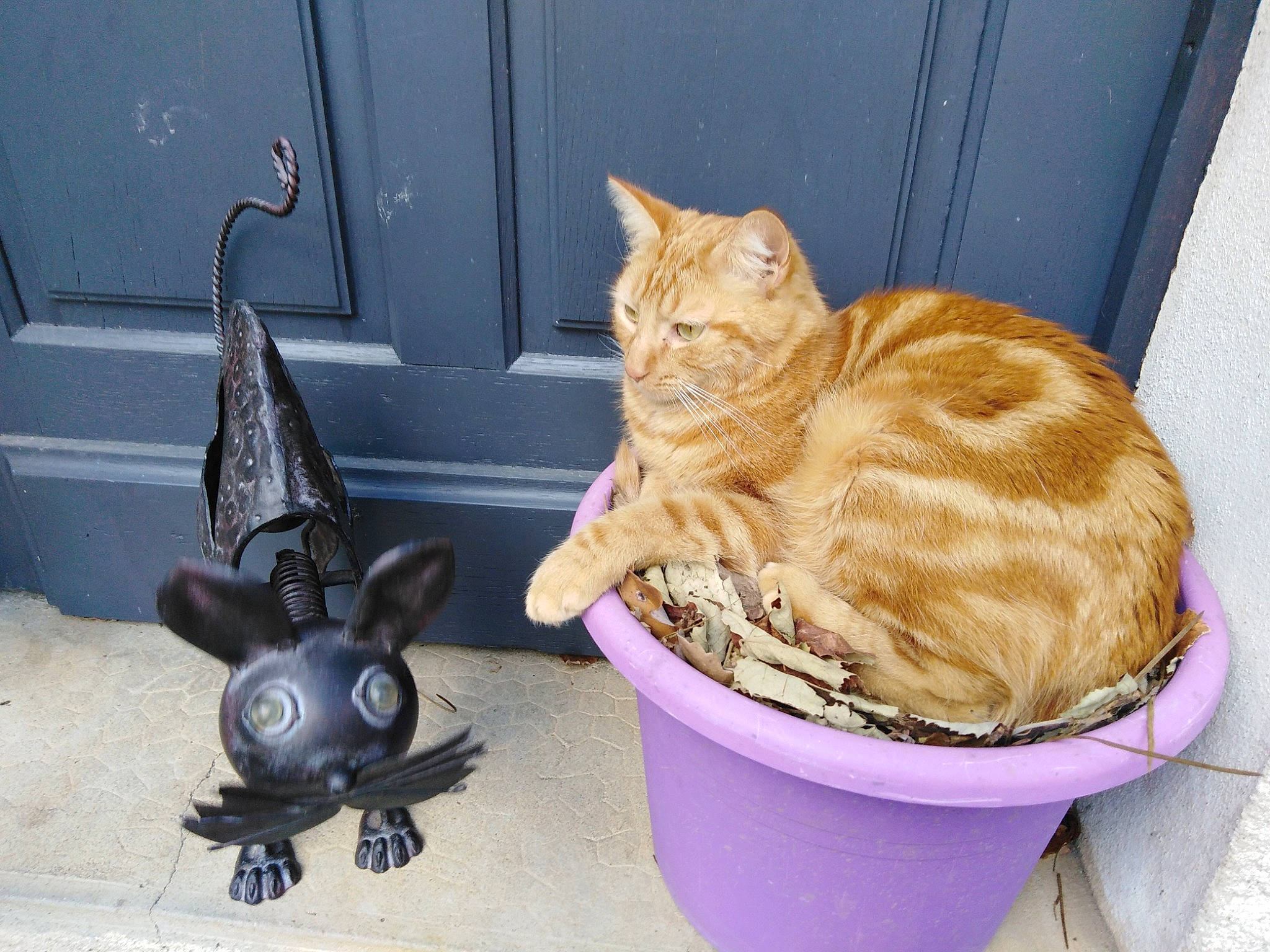 Kaya participe au concours pour gagner de l'argent avec cette photo : black_cat, carnivore, cat, cat_supply, ceramic, domestic_short_haired_cat, door, felidae, flowerpot, fur, mammal, pet_supply, plant, small_to_medium_sized_cats, snout, tail, vertebrate, whiskers, window, wood