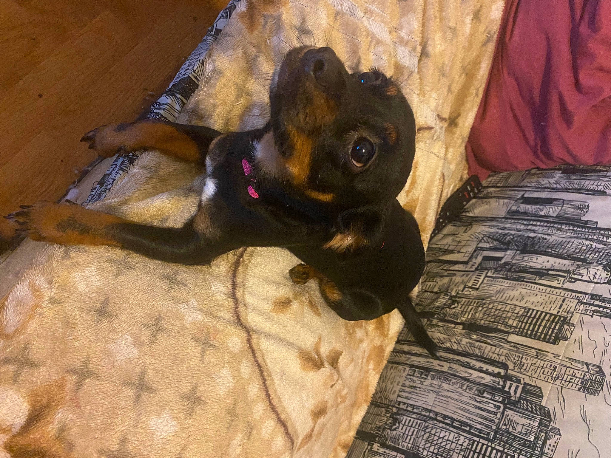 Rita a rejoint le concours — aidez-le/la à gagner de superbes lots ! black_cat, canidae, carnivore, comfort, companion_dog, dog, dog_breed, fawn, felidae, flooring, fur, liver, small_to_medium_sized_cats, snout, sporting_group, tail, terrestrial_animal, whiskers, wood, working_animal