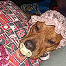 accessory, animal, blanket, brown_dog, closeup, cute, dog, fabric, face, indoors, pacifier, pet, pillow, pink_bonnet, relaxed, resting, soft_lighting, sports_team, st_louis_cardinals, wearing