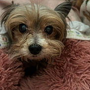 Piper joined the competition — help win amazing prizes! animal, background, brown, close_up, cozy, cute, dog, ears, face, fluffy, fur, indoor, pet, pink, resting, small_dog, snout, soft, texture, white