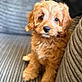 Stanley is registered to the contest to win money with this photo: puppy, dog, brown, fluffy, cute, pet, indoor, sofa, couch, texture, fur, animal, young, portrait, looking, closeup, cozy, companion, friendly, domestic