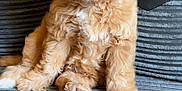 Stanley is registered to the contest to win money with this photo: puppy, dog, cute, fluffy, golden, pet, sitting, indoor, couch, furniture, cozy, fur, animal, young, companion, adorable, portrait, home, relaxed, soft