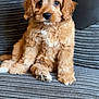 puppy, dog, cute, fluffy, golden, pet, sitting, indoor, couch, furniture, cozy, fur, animal, young, companion, adorable, portrait, home, relaxed, soft
