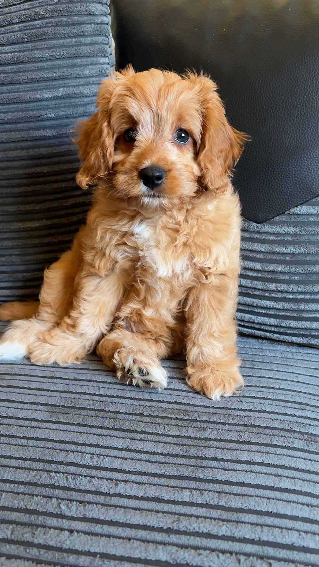 Stanley is registered to the contest to win money with this photo: puppy, dog, cute, fluffy, golden, pet, sitting, indoor, couch, furniture, cozy, fur, animal, young, companion, adorable, portrait, home, relaxed, soft