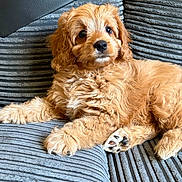 Stanley joined the competition — help win amazing prizes! puppy, dog, pet, cute, fluffy, golden, fur, couch, indoor, relaxed, animal, young, canine, paw, texture, curly_fur, looking, adorable, companion, resting
