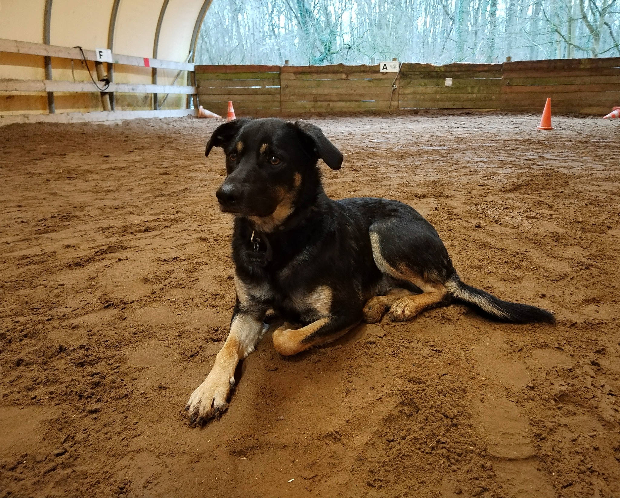 Merlot participe au concours pour gagner de l'argent avec cette photo : beach, canidae, carnivore, collar, companion_dog, dog, dog_breed, fawn, herding_dog, landscape, pet_supply, sand, snout, soil, sporting_group, street_dog, tail, water, working_animal, working_dog