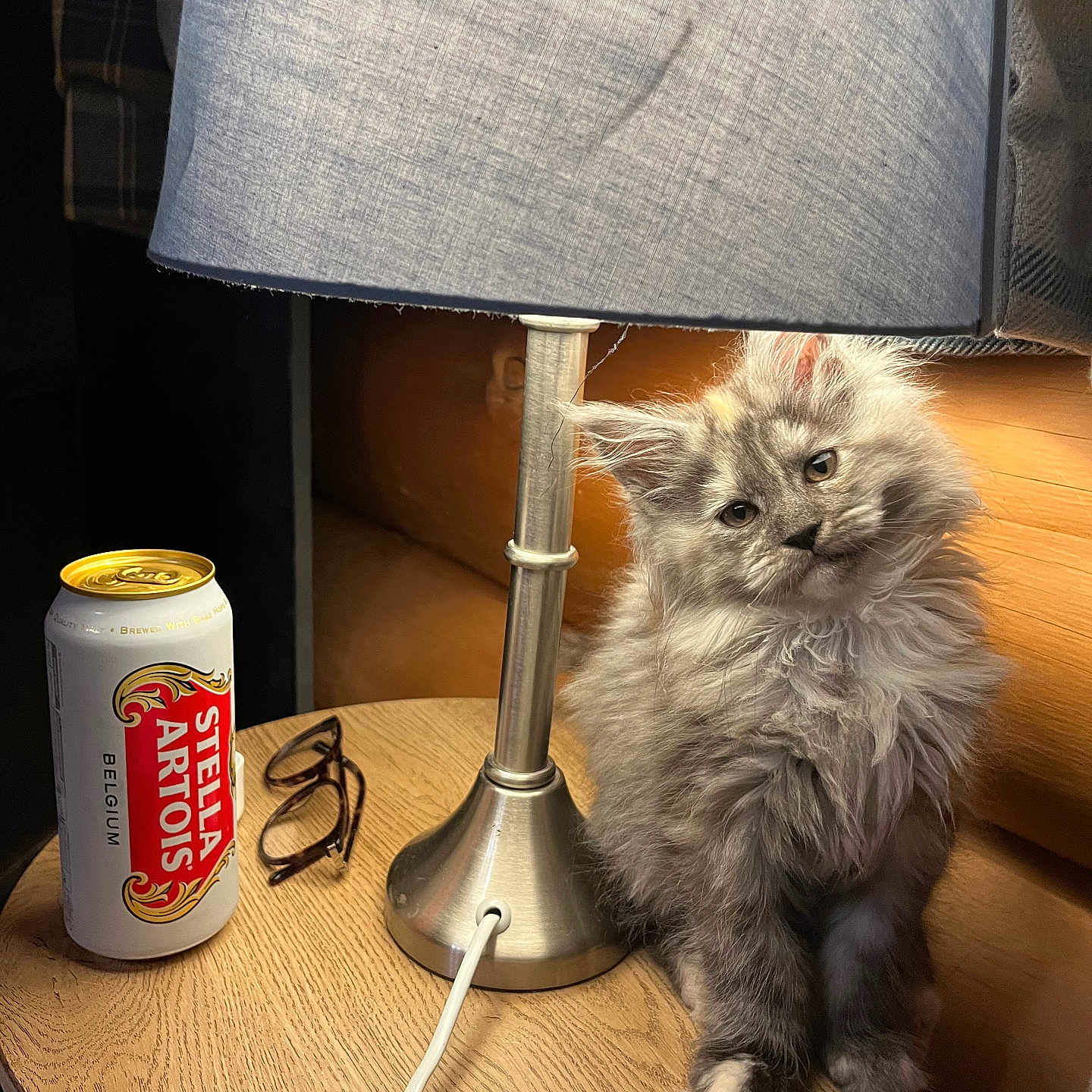 Dusty is registered to the contest to win money with this photo: alcohol, animal, beer, beverage, can, cat, coke, furniture, hardwood, kitten, lamp, lampshade, manx, pet, plywood, table, tablelamp, tabletop, tin, wood
