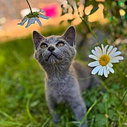 Asher is registered to the contest to win money with this photo: kitten, cat, gray_cat, flower, daisy, grass, greenery, outdoor, nature, closeup, curious, young_animal, pet, garden, blurred_background, sunlight, animal_portrait, spring, soft_focus, cute