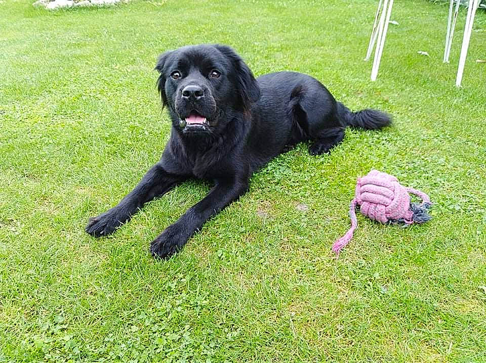 Atila participe au concours pour gagner de l'argent avec cette photo : borador, canidae, carnivore, companion_dog, dog, dog_breed, dog_collar, grass, guard_dog, gun_dog, hunting_dog, lawn, retriever, sporting_group, tail, working_animal, working_dog