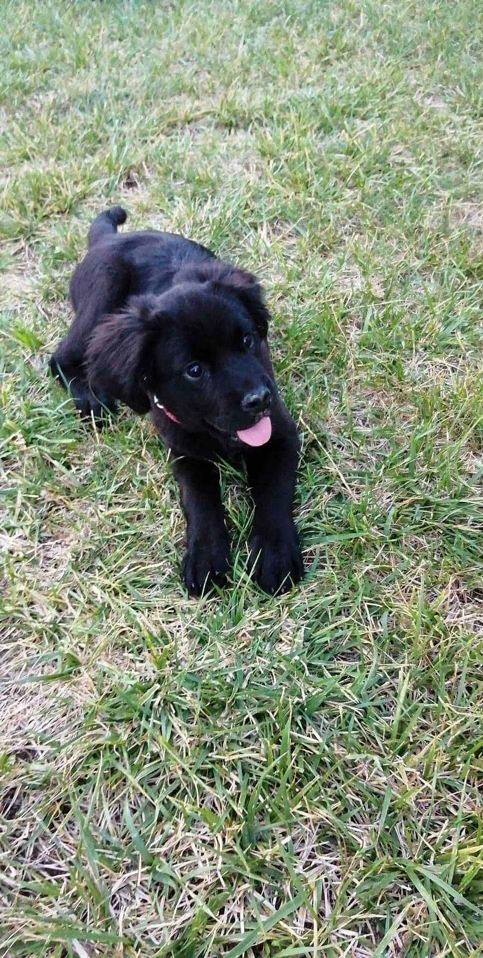 Atila participe au concours pour gagner de l'argent avec cette photo : borador, canidae, carnivore, companion_dog, dog, dog_breed, fur, grass, grassland, hunting_dog, plant, sporting_group, terrestrial_animal