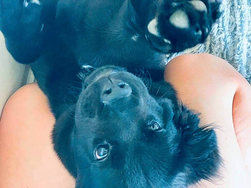 Atila participe au concours pour gagner de l'argent avec cette photo : aqua, azure, canidae, companion_dog, dog, dog_breed, electric_blue, foot, fur, gesture, human_leg, nail, paw, snout, sporting_group, thumb, toe, whiskers, wrist