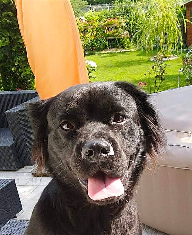 Atila a rejoint le concours — aidez-le/la à gagner de superbes lots ! borador, canidae, carnivore, chair, collar, companion_dog, dog, dog_breed, dog_collar, fawn, fur, grass, gun_dog, leash, liver, plant, snout, sporting_group, working_animal, working_dog