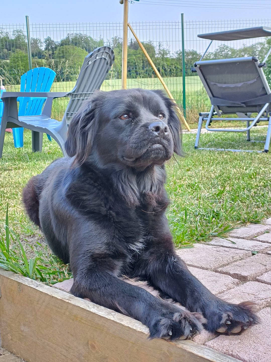 Atila a rejoint le concours — aidez-le/la à gagner de superbes lots ! blue, borador, canidae, carnivore, companion_dog, dog, dog_breed, folding_chair, fur, grass, gun_dog, outdoor_furniture, plant, sculpture, sky, sporting_group, statue, tail, terrestrial_animal, working_animal