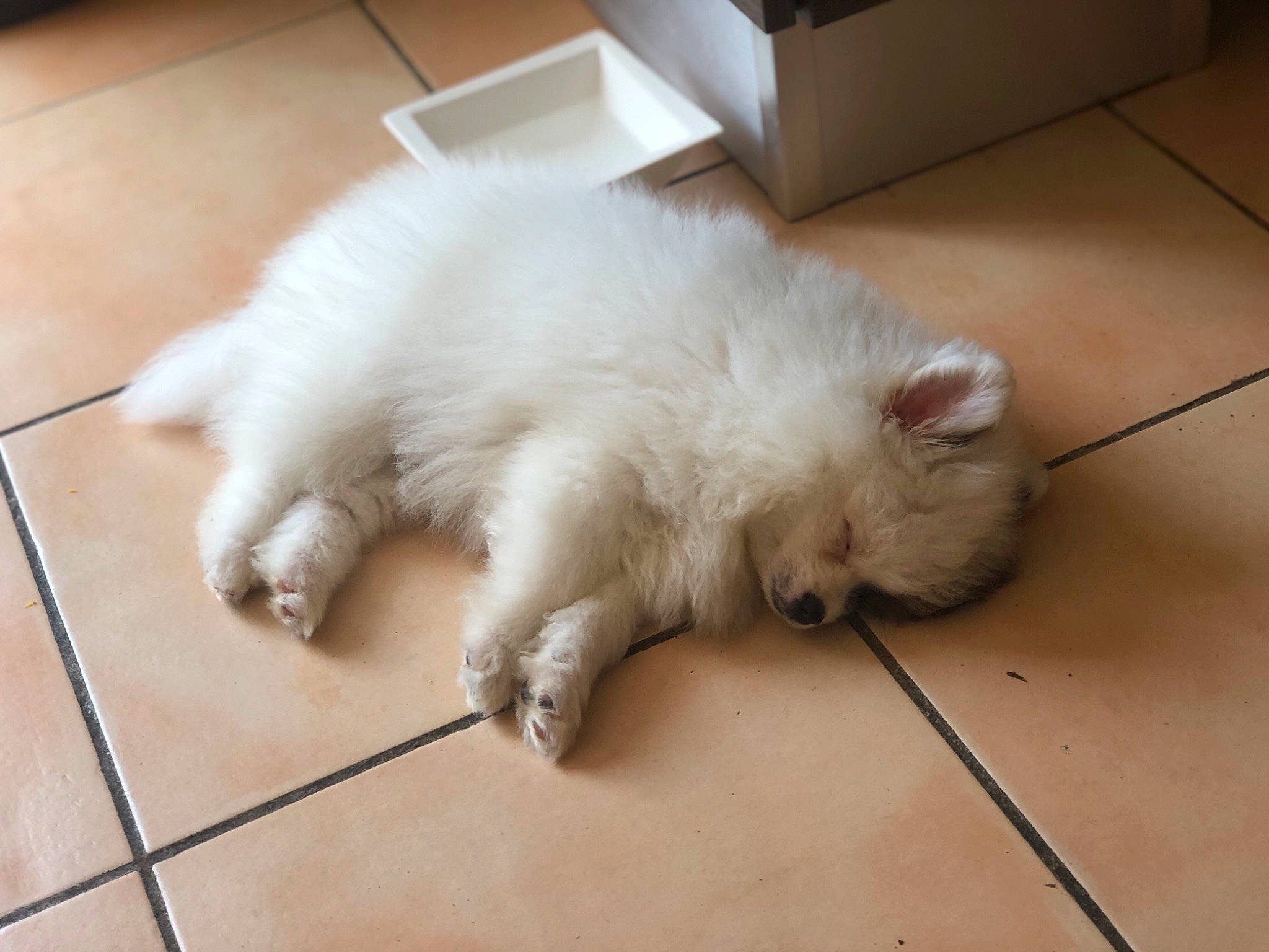 Cookie participe au concours pour gagner de l'argent avec cette photo : canidae, carnivore, cat, dog, dog_breed, fawn, felidae, flooring, fur, japanese_spitz, mammal, persian, pomeranian, ragdoll, samoyed, small_to_medium_sized_cats, spitz, turkish_angora, volpino_italiano, whiskers