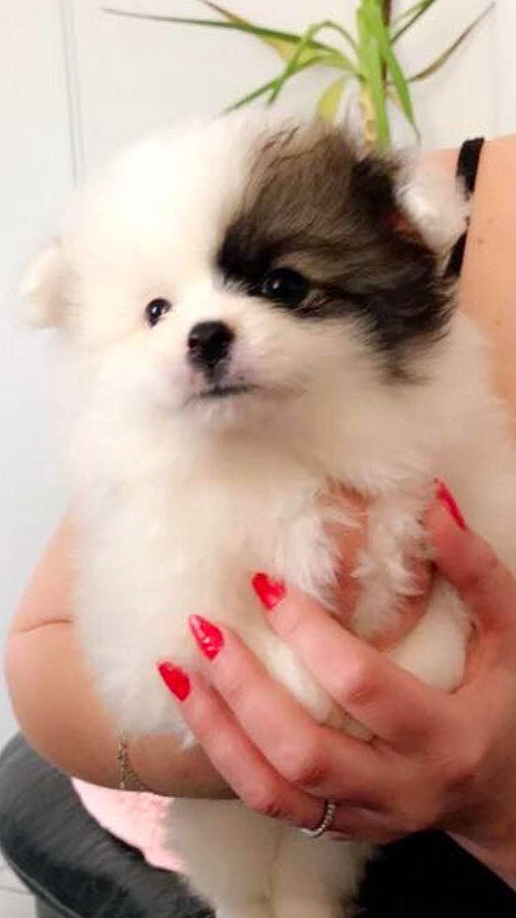 Cookie participe au concours pour gagner de l'argent avec cette photo : ancient_dog_breeds, canidae, carnivore, chinese_imperial_dog, companion_dog, dog, dog_breed, maltepoo, mammal, non_sporting_group, pomeranian, puppy, puppy_love, rare_breed_dog, shih_tzu, skin, snout, spitz, toy_dog, vertebrate