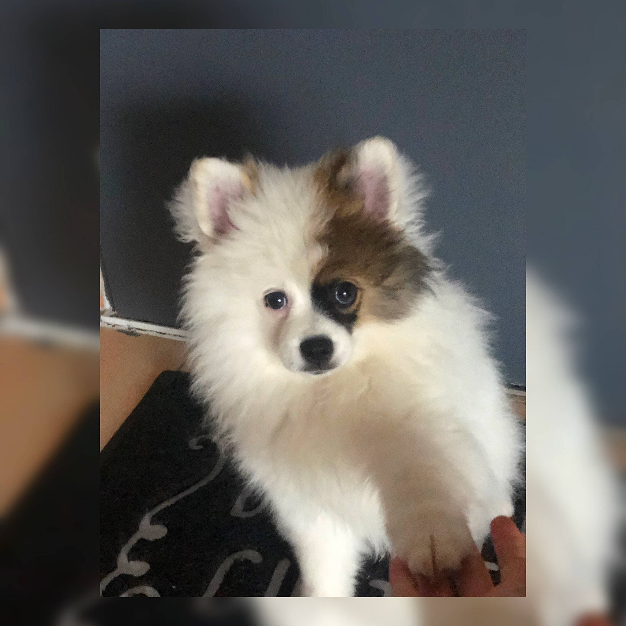 Cookie a rejoint le concours — aidez-le/la à gagner de superbes lots ! canidae, carnivore, companion_dog, dog, dog_breed, fur, german_spitz, german_spitz_klein, german_spitz_mittel, japanese_spitz, mammal, non_sporting_group, pomeranian, puppy, snout, spitz, toy_dog, vertebrate, volpino_italiano, whiskers