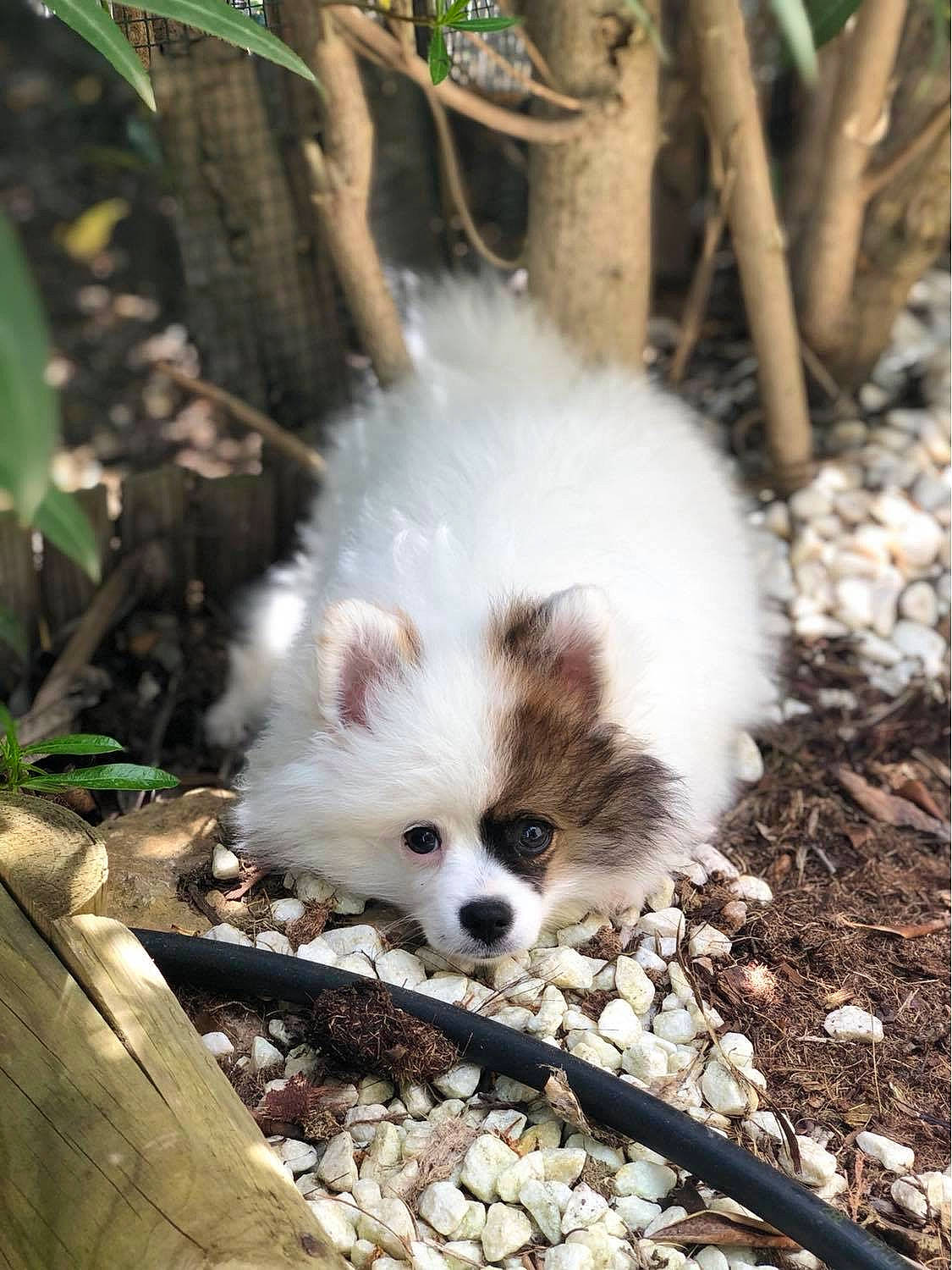 Cookie participe au concours pour gagner de l'argent avec cette photo : american_eskimo_dog, canidae, carnivore, companion_dog, dog, dog_breed, fawn, german_spitz, german_spitz_klein, german_spitz_mittel, indian_spitz, japanese_spitz, mammal, non_sporting_group, pomeranian, puppy, spitz, toy_dog, vertebrate, volpino_italiano