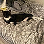 Whiskers is registered to the contest to win money with this photo: animal, bed, black_and_white, blanket, cat, comfort, cozy, cute, domestic_animal, feline, floral_pattern, fur, home, indoor, paw, pet, relaxed, resting, sleeping, whiskers