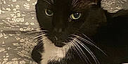 Whiskers is registered to the contest to win money with this photo: animal, bed, black_and_white, blanket, cat, comfort, cozy, cute, domestic_cat, ears, eyes, feline, floral_pattern, fur, indoor, pet, relaxed, resting, tuxedo_cat, whiskers