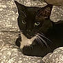 animal, bed, black_and_white, blanket, cat, comfort, cozy, cute, domestic_cat, ears, eyes, feline, floral_pattern, fur, indoor, pet, relaxed, resting, tuxedo_cat, whiskers