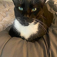 Whiskers is registered to the contest to win money with this photo: animal, bed, blanket, cat, closeup, cozy, cute, domestic_animal, feline, fur, green_eyes, indoor, mammal, pet, portrait, relaxed, resting, sleepy, tuxedo_cat, whiskers