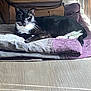 Whiskers joined the competition — help win amazing prizes! animal, black_and_white, blanket, cat, cozy, daylight, domestic, floor, fur, home, indoor, luggage, pet, quiet, relaxed, resting, sunlight, tail, whiskers, window