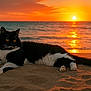 animal, beach, black_and_white, calm, cat, evening, feline, nature, ocean, outdoor, pet, relaxing, sand, scenic, serene, sky, sun, sunset, water, wildlife
