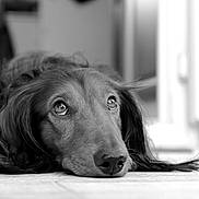 Gyver participe au concours pour gagner de l'argent avec cette photo : dog, pet, portrait, black_and_white, close_up, long_hair, lying_down, floor, wood_floor, paws, nose, eyes, whiskers, indoor, bokeh, reflection, low_angle, relaxed, adorable, gaze