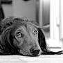 dog, pet, portrait, black_and_white, close_up, long_hair, lying_down, floor, wood_floor, paws, nose, eyes, whiskers, indoor, bokeh, reflection, low_angle, relaxed, adorable, gaze