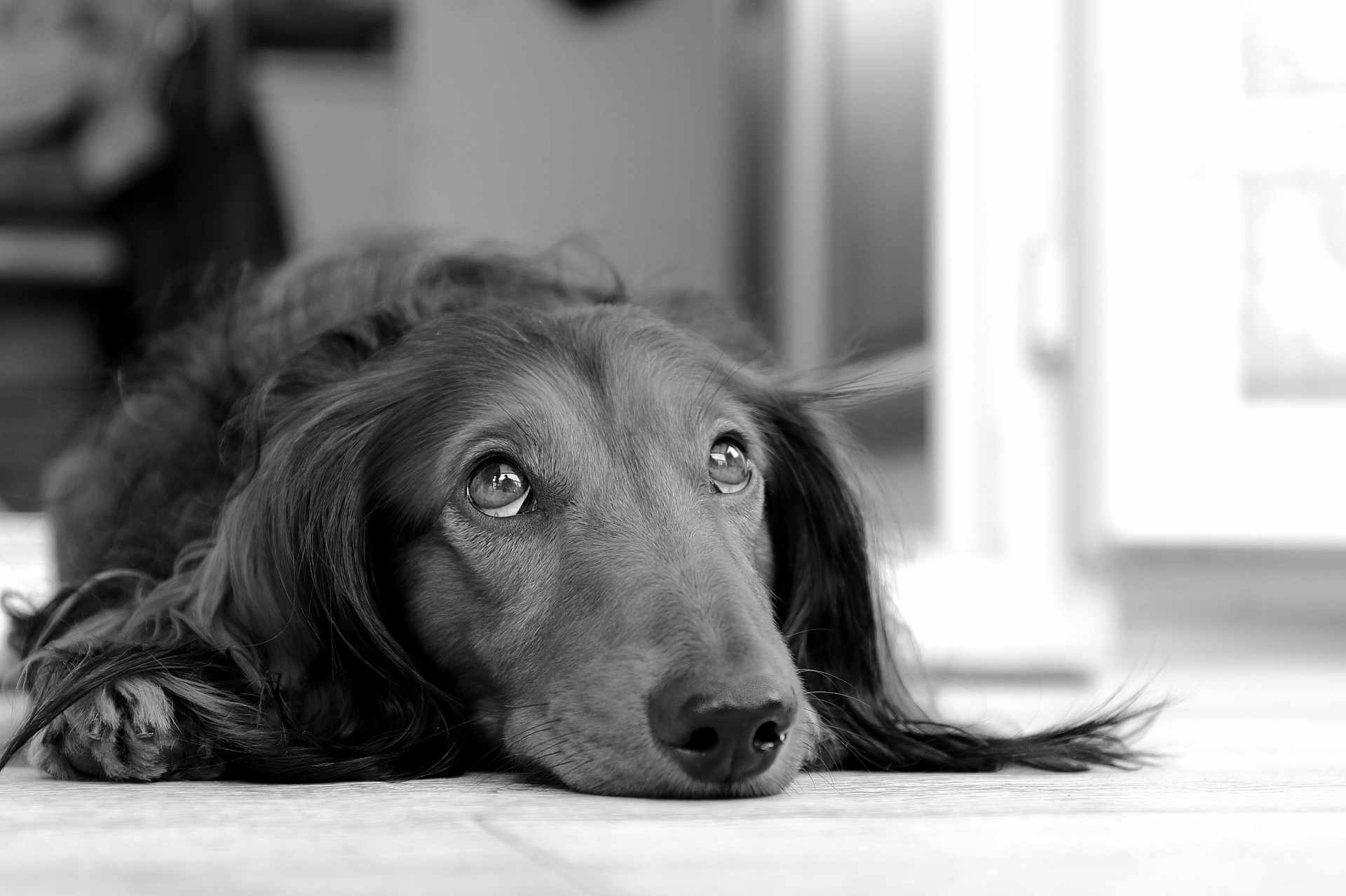 Gyver participe au concours pour gagner de l'argent avec cette photo : dog, pet, portrait, black_and_white, close_up, long_hair, lying_down, floor, wood_floor, paws, nose, eyes, whiskers, indoor, bokeh, reflection, low_angle, relaxed, adorable, gaze