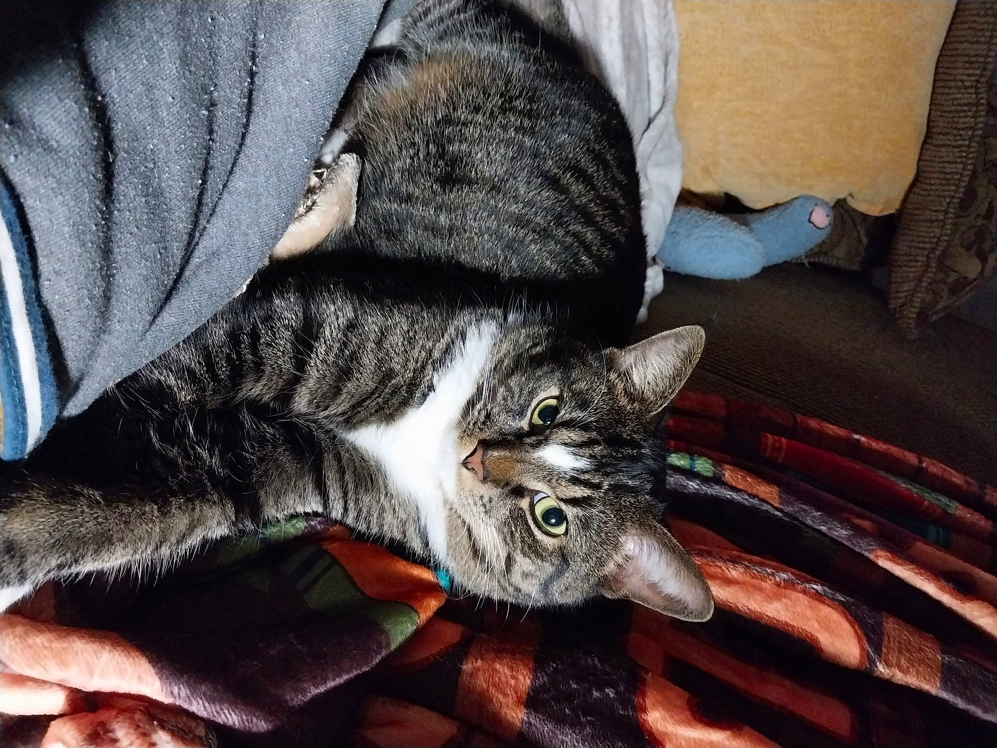 Leon joined the competition — help win amazing prizes! carnivore, cat, claw, comfort, domestic_short_haired_cat, eye, felidae, fur, grey, nap, paw, small_to_medium_sized_cats, snout, tail, textile, whiskers, wood