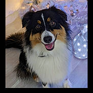 Tao a rejoint le concours — aidez-le/la à gagner de superbes lots ! dog, tricolor, fluffy, happy, smiling, indoor, christmas_tree, ornaments, holiday_lights, festive, decorations, pet, canine, floor, holiday_season, celebration, tongue_out, cute, companion, fur