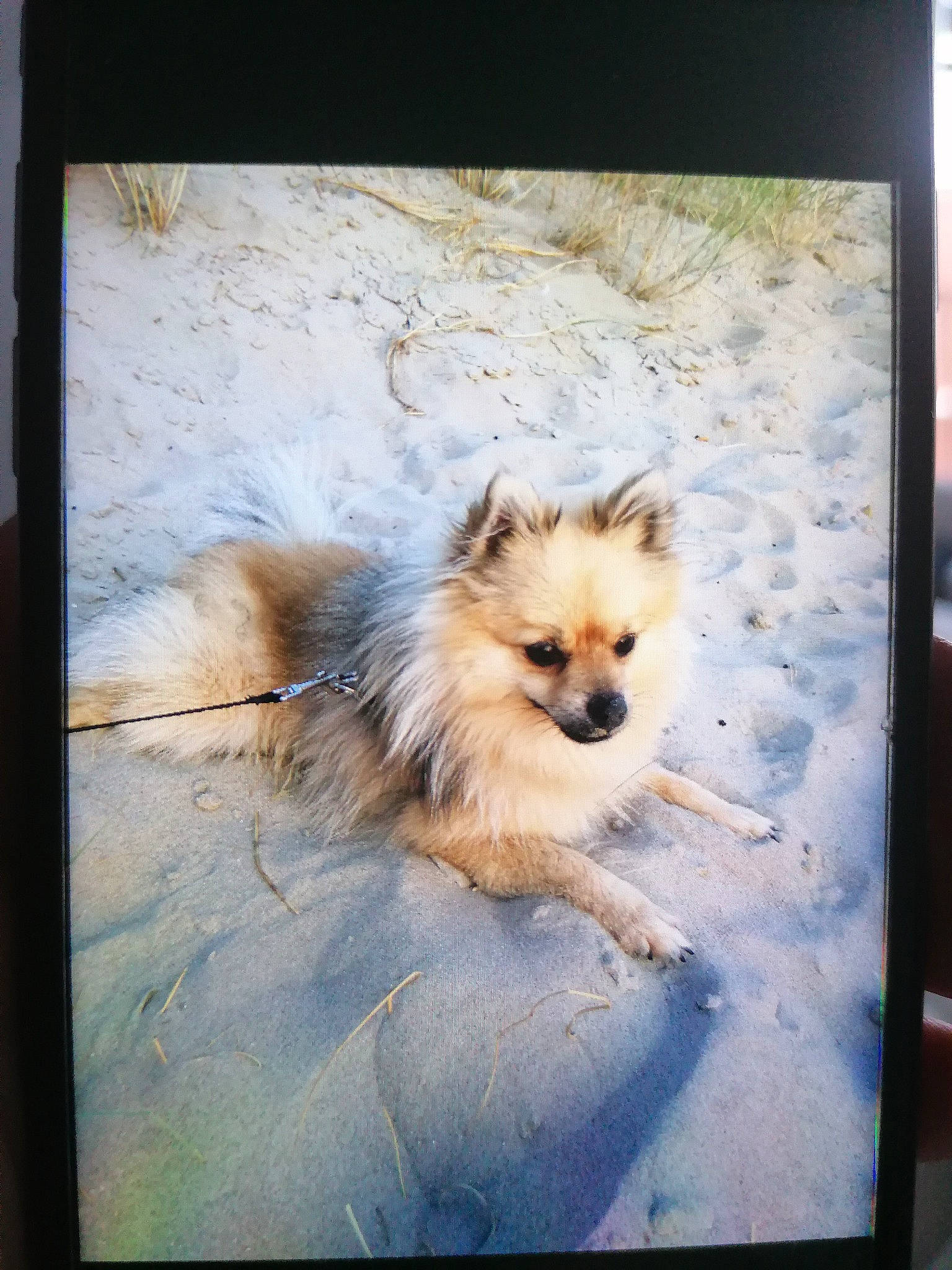 Nino participe au concours pour gagner de l'argent avec cette photo : art, canidae, carnivore, companion_dog, dog, dog_breed, fawn, fur, german_spitz, german_spitz_klein, german_spitz_mittel, picture_frame, rectangle, snout, spitz, tail, toy_dog, tree, whiskers, wildlife