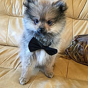 Nino participe au concours pour gagner de l'argent avec cette photo : carnivoran, companion_dog, dog, dog_breed, dog_breed_group, dog_like_mammal, fur, german_spitz, german_spitz_klein, german_spitz_mittel, keeshond, mammal, morkie, non_sporting_group, pomeranian, puppy, spitz, vertebrate, volpino_italiano, whiskers