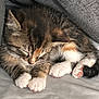 kitten, cat, sleeping, paws, fur, cozy, cute, pet, animal, resting, closed_eyes, small, tabby, soft, gray, white, pink_paws, indoor, comfort, relaxation