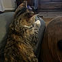 cat, tabby, fur, pet, indoors, couch, furniture, wood, dresser, relaxing, animal, brown, black, comfort, home, cozy, resting, soft, whiskers, paw