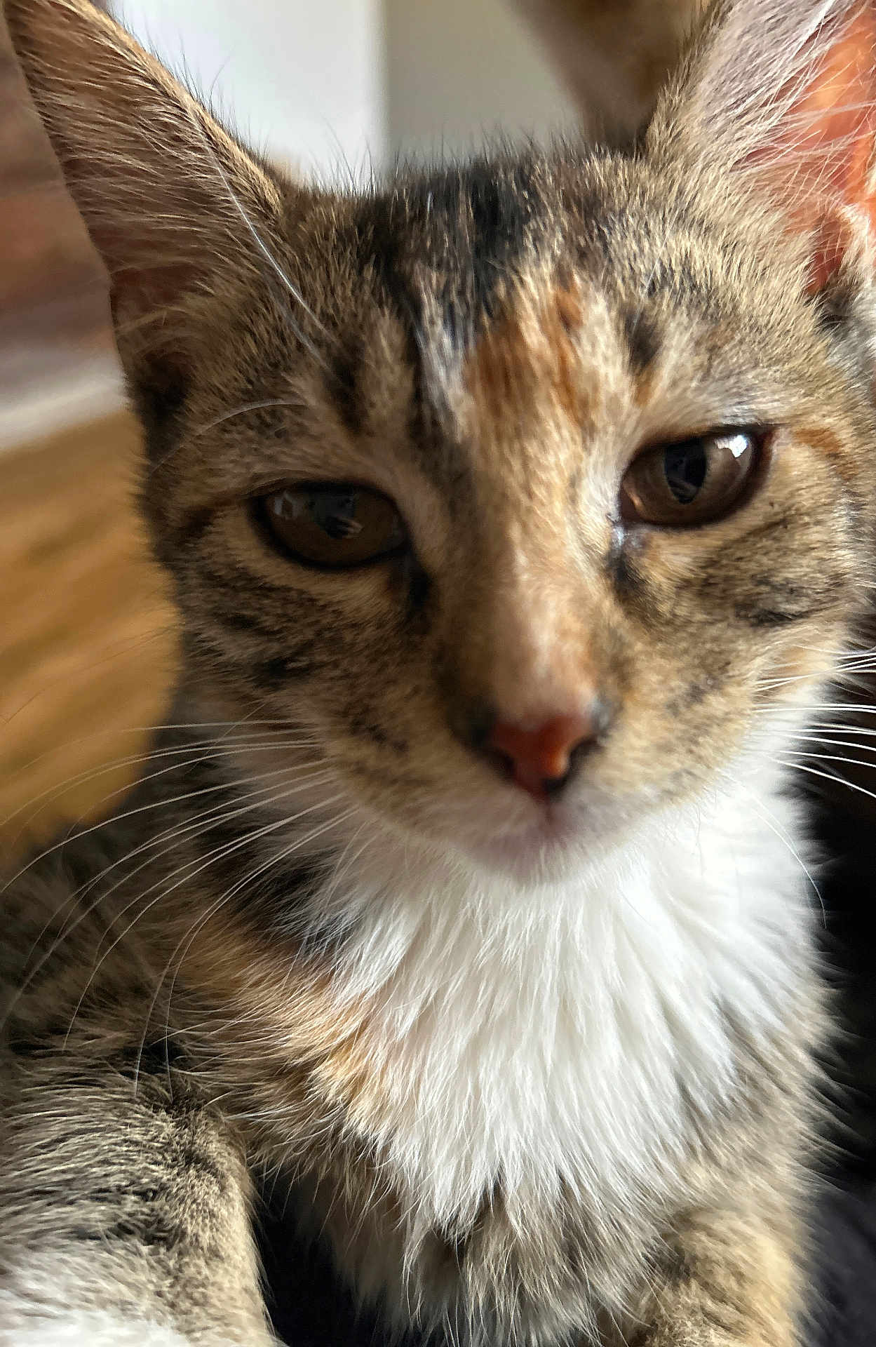 Juniper