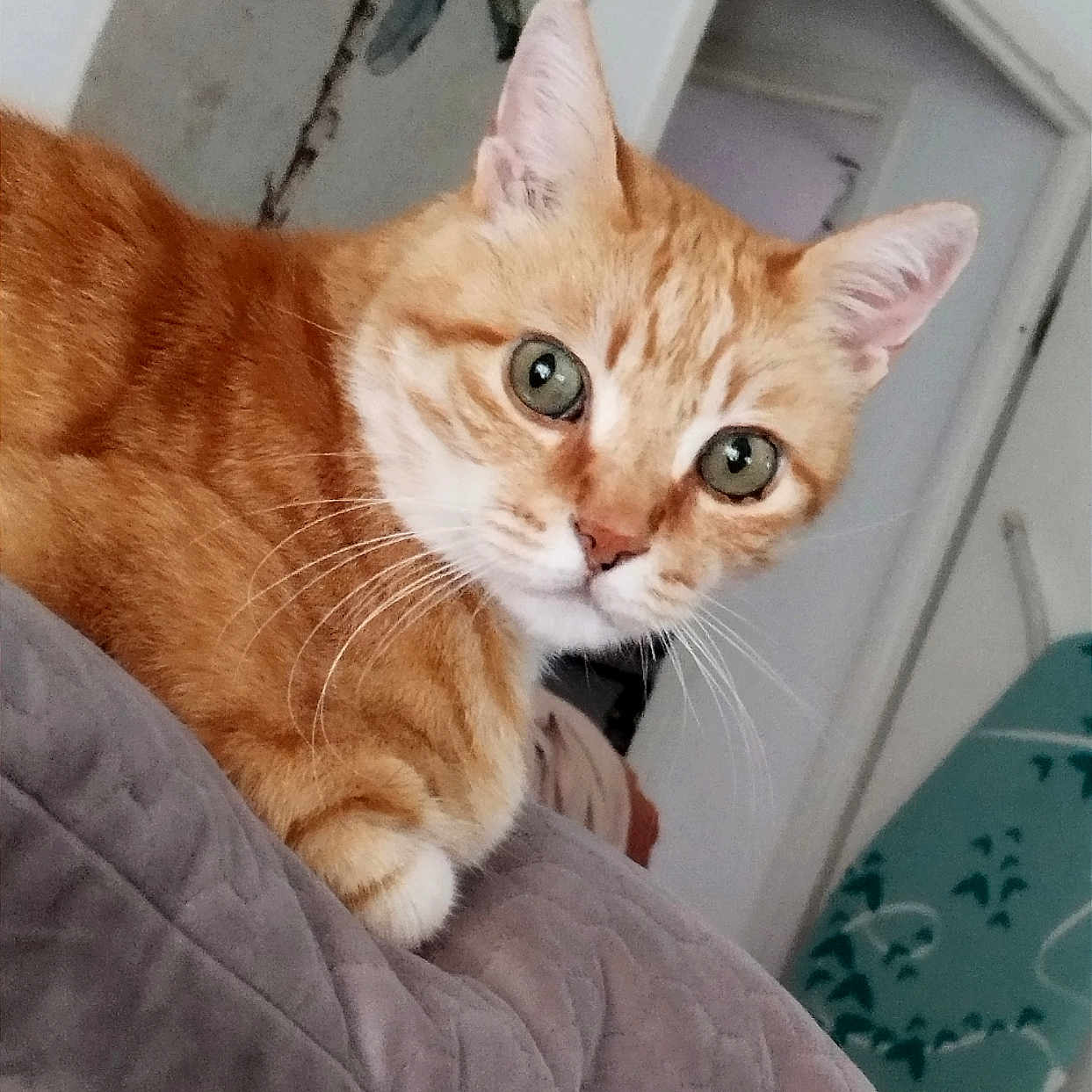 Charou