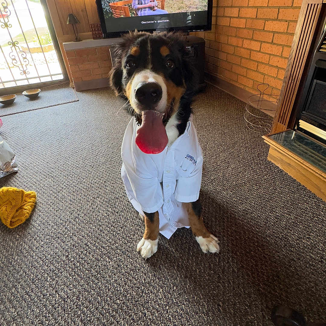 Bowie is registered to the contest to win money with this photo: animal, architecture, building, canine, computerhardware, dog, electronics, furniture, hardware, indoors, interiordesign, lamp, livingroom, monitor, person, pet, room, screen, tv, wood