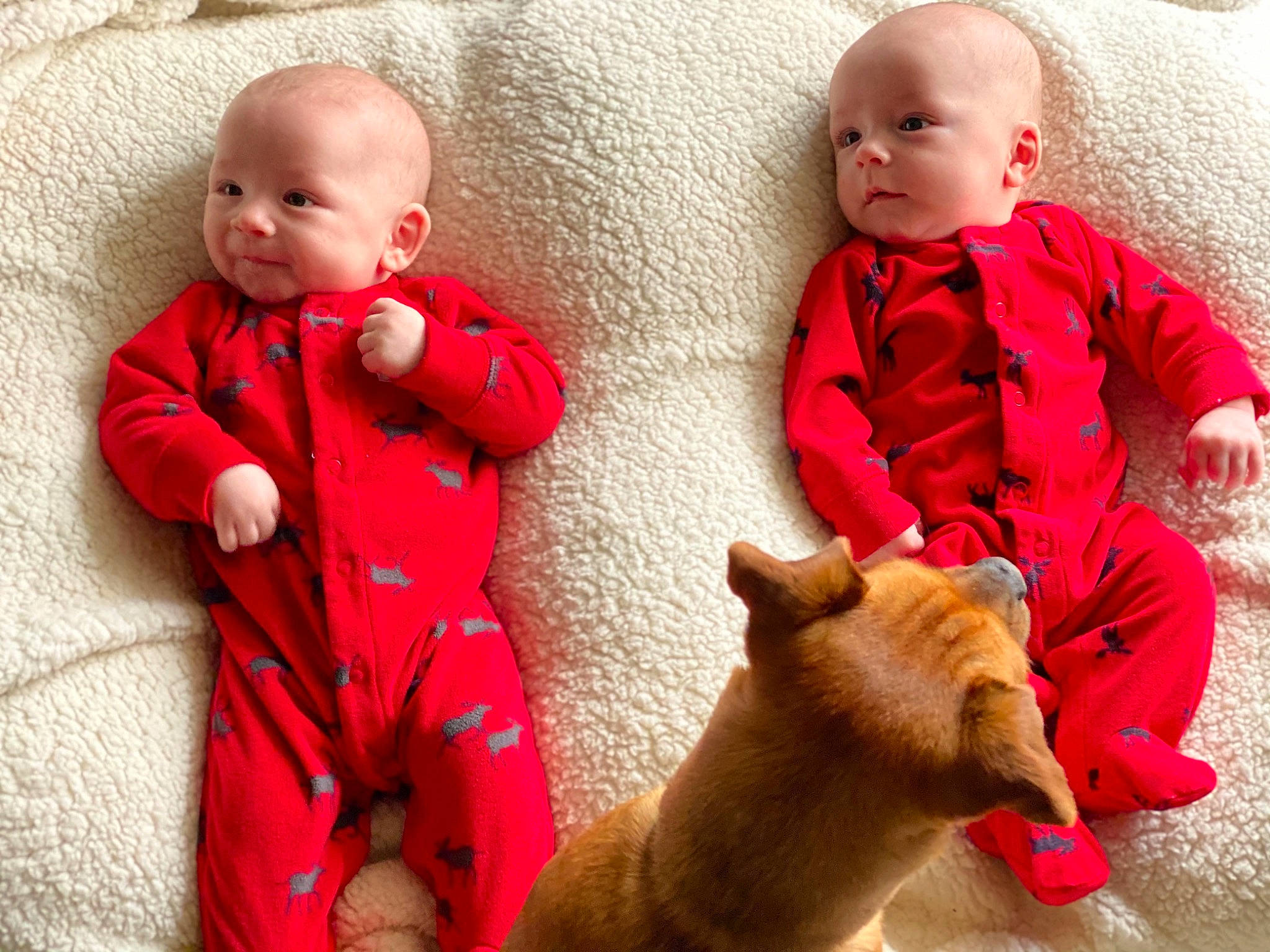 Tripp joined the competition — help win amazing prizes! baby, canidae, child, companion_dog, fawn, nose, person, puppy_love, red, sibling, skin, toddler