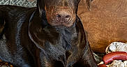 Abigail a rejoint le concours — aidez-le/la à gagner de superbes lots ! dog, labrador, chocolate_lab, puppy, pet, animal, portrait, indoors, couch, blanket, rope_toy, chew_toy, brown_fur, glossy_coat, floppy_ears, sad_eyes, sitting, home, close_up, cute