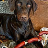 dog, labrador, chocolate_lab, puppy, pet, animal, portrait, indoors, couch, blanket, rope_toy, chew_toy, brown_fur, glossy_coat, floppy_ears, sad_eyes, sitting, home, close_up, cute
