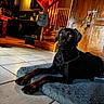dog, black_dog, pet, animal, lying_down, dog_bed, indoors, home, wooden_door, wooden_stairs, tile_floor, rustic_interior, kitchen, warm_lighting, portrait, alert, looking_at_camera, black_fur, long_legs, cozy