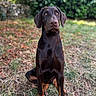 dog, doberman, puppy, pet, animal, portrait, sitting, outdoors, garden, grass, leaves, nature, brown, black, short_hair, floppy_ears, focused, alert, centered, photography