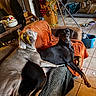 dogs, three_dogs, pets, large_breed, black_dog, gray_dog, doberman, weimaraner, sitting, lying_down, blanket, chair, living_room, indoors, christmas_tree, holiday_decorations, couch, pet_bowls, tile_floor, funny_pose