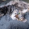 Lagertha participe au concours pour gagner de l'argent avec cette photo : animal, bed, blanket, cat, close_up, cozy, flash_photography, fluffy, fur, green_eyes, home, indoor, lying_down, pet, playful, portrait, relaxed, tabby_cat, upside_down, whiskers
