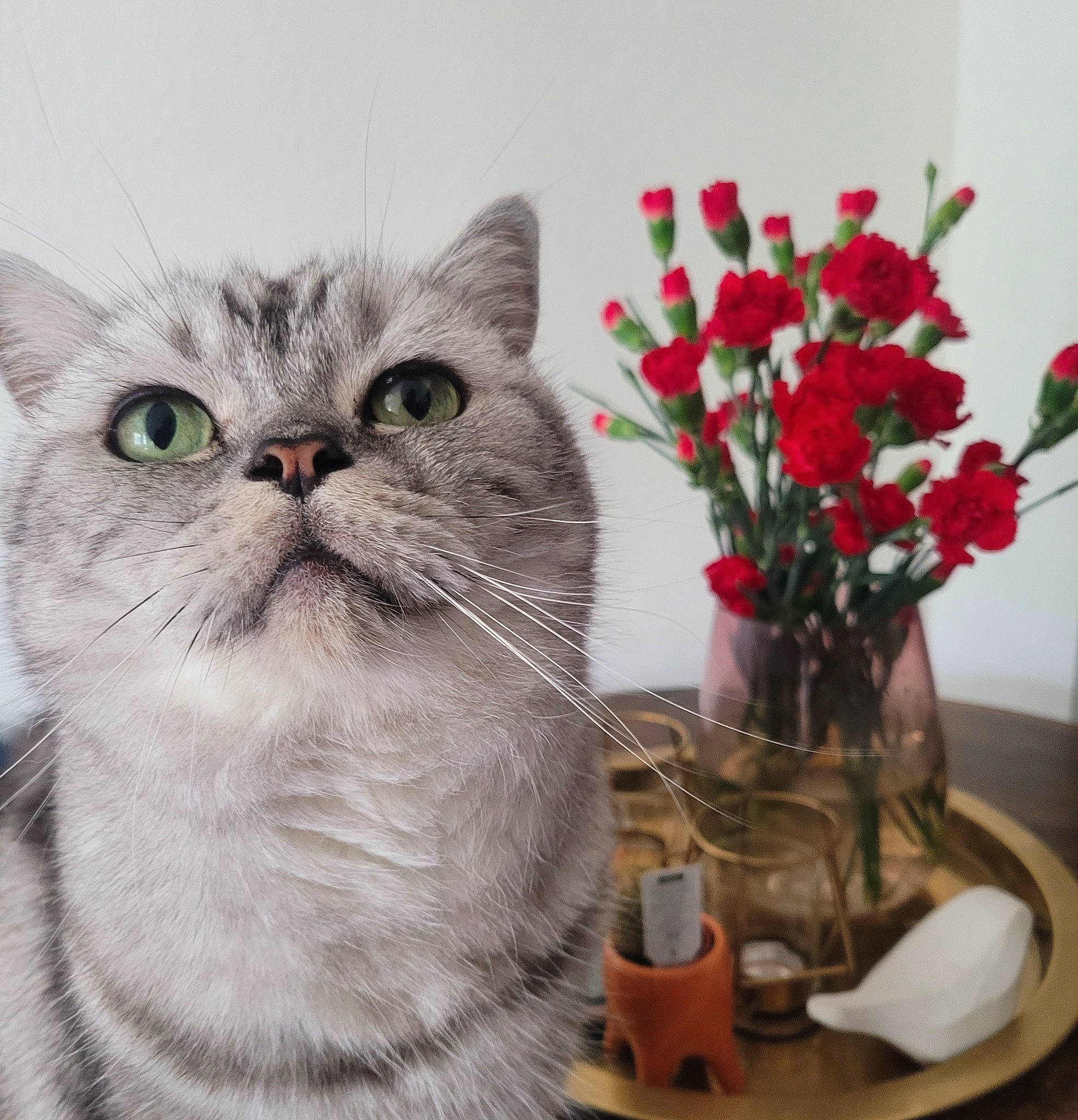Louis is registered to the contest to win money with this photo: artificial_flower, carnivore, cat, domestic_short_haired_cat, felidae, floral_design, flower, flower_arranging, flowerpot, fur, herbaceous_plant, houseplant, petal, plant, rose, small_to_medium_sized_cats, snout, vase, whiskers, window