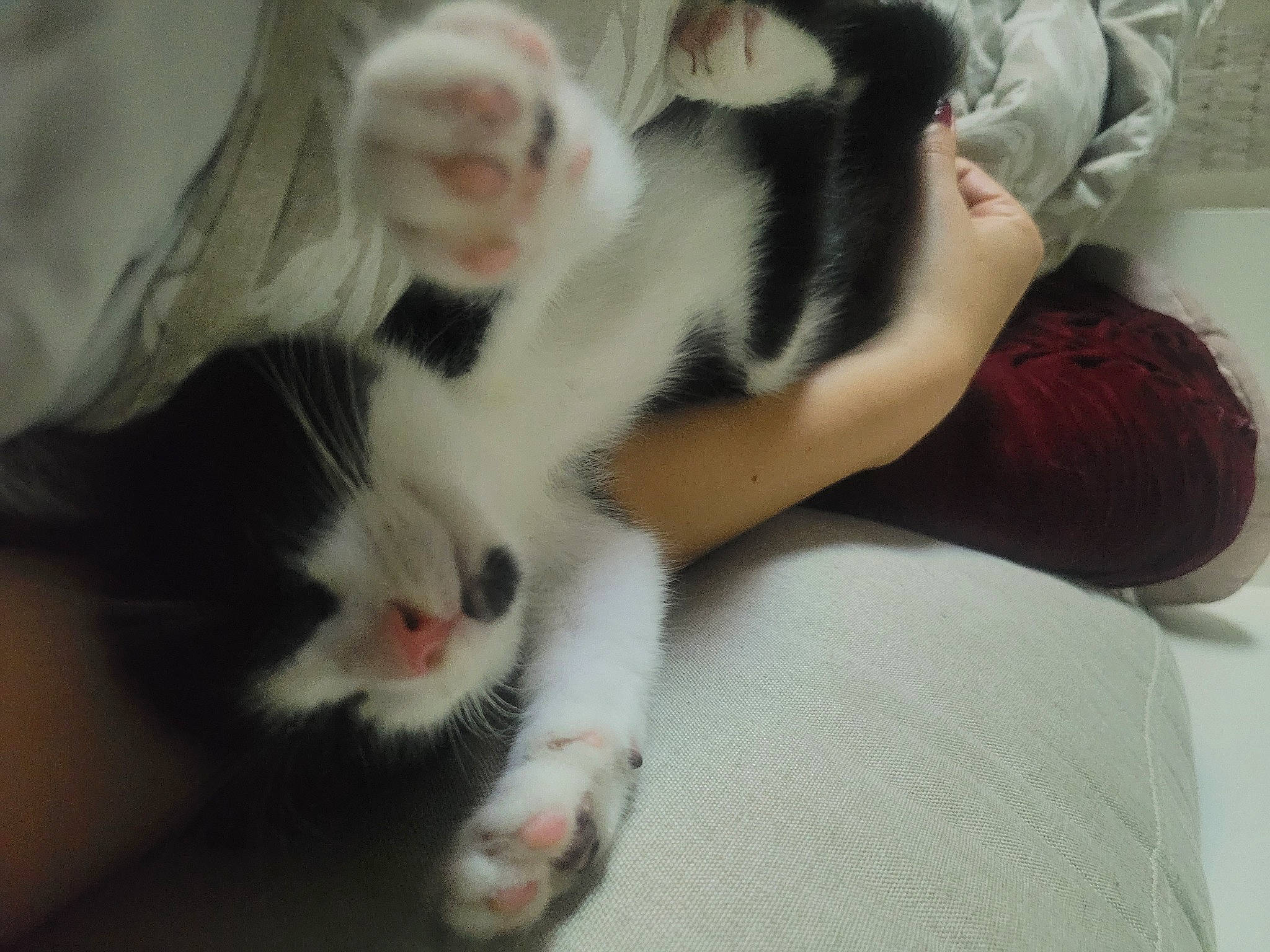 Nikki is registered to the contest to win money with this photo: carnivore, cat, claw, comfort, domestic_short_haired_cat, felidae, foot, fur, paw, small_to_medium_sized_cats, snout, tail, terrestrial_animal, whiskers