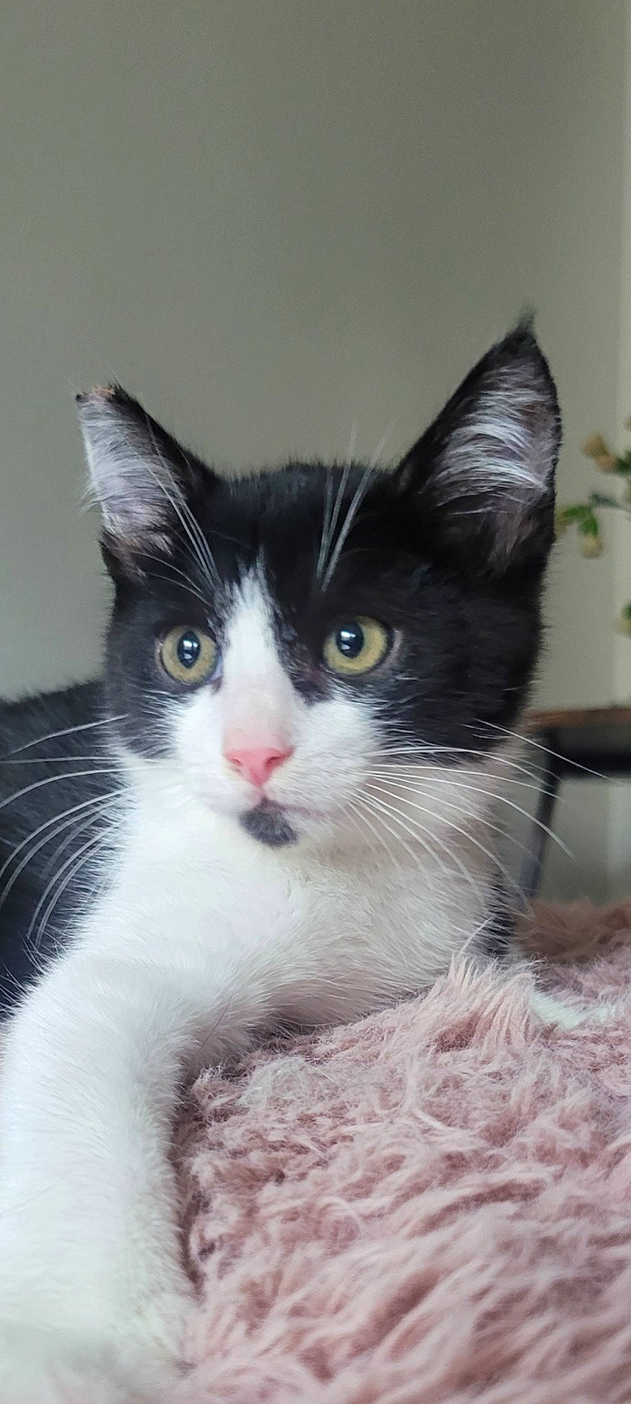 Nikki is registered to the contest to win money with this photo: carnivore, cat, claw, domestic_short_haired_cat, eye, felidae, fur, iris, paw, plant, small_to_medium_sized_cats, snout, tail, whiskers, window