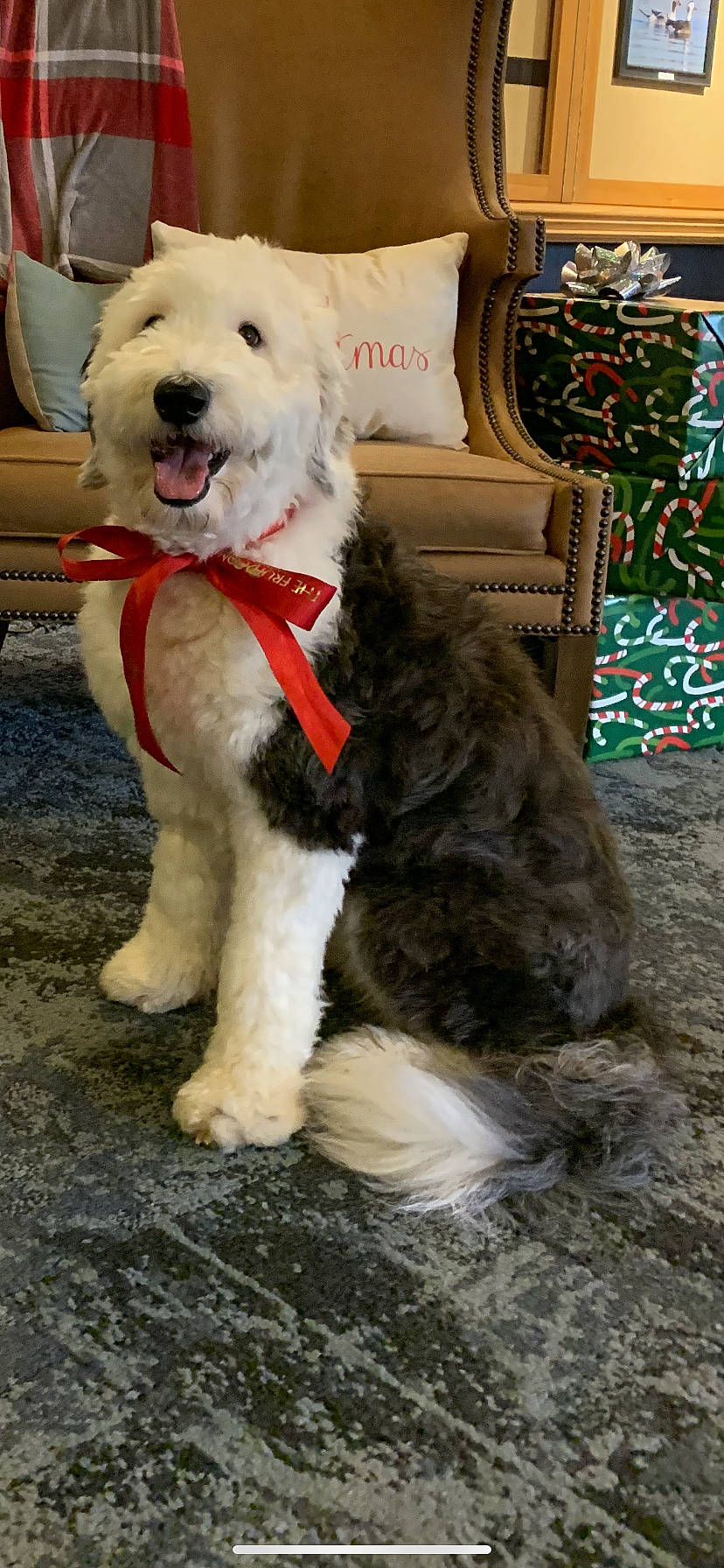 Hope joined the competition — help win amazing prizes! ancient_dog_breeds, carnivore, collar, companion_dog, dog, dog_breed, dog_collar, dog_supply, event, fashion_accessory, fur, giant_dog_breed, leash, pet_supply, snout, sporting_group, tail, terrier, working_animal, working_dog